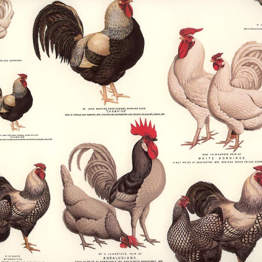 Rooster Print Italian Paper ~ Tassotti